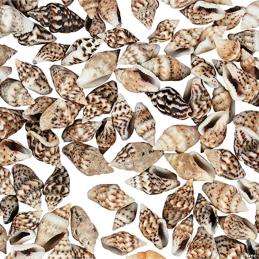 Cheap 🌟 Genuine Mini Sea Shells 🔥 4 Cheap 🌟 Genuine Mini Sea Shells 🔥 - Image 2