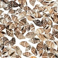 Cheap 🌟 Genuine Mini Sea Shells 🔥