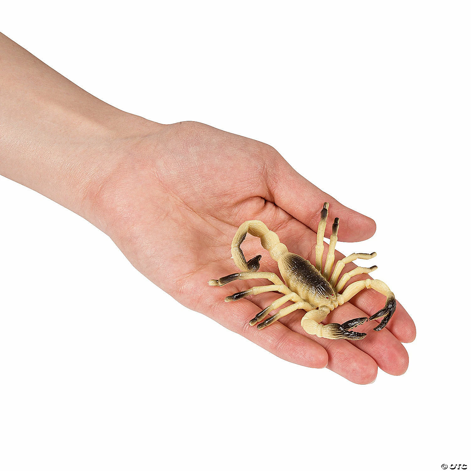 Best Pirce ๐ Just Buggy Bugs & Spiders โ 4 Best Pirce ๐ Just Buggy Bugs & Spiders โ - Image 2