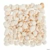 Brand new ⭐ Natural Clamrose Sea Shells ⌛ -BTSE Shop natural clamrose sea shells48 1294