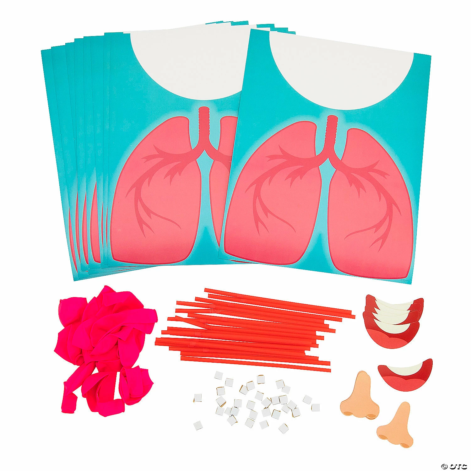 Deals ๐ STEM Lung Model Kit - Makes 10 โ 4 Deals ๐ STEM Lung Model Kit - Makes 10 โ - Image 2