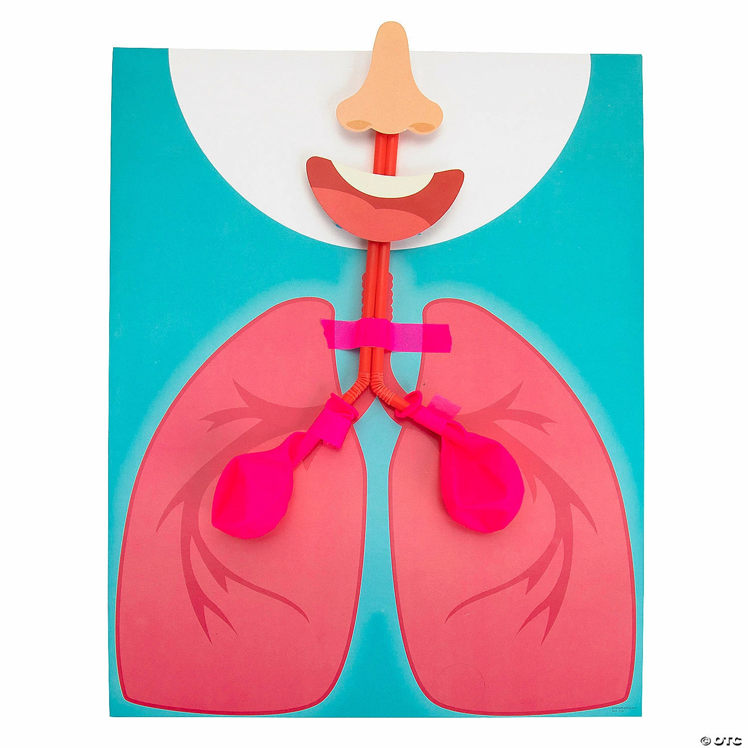 Deals ๐ STEM Lung Model Kit - Makes 10 โ 5 Deals ๐ STEM Lung Model Kit - Makes 10 โ - Image 3
